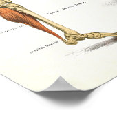 Anatomische Grafiek Poster (Hoek)