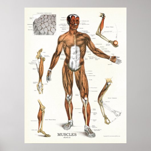 Anatomische Grafiek Poster (Voorkant)