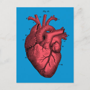 Anatomische Hart Valentijn's Day Feestdagenkaart