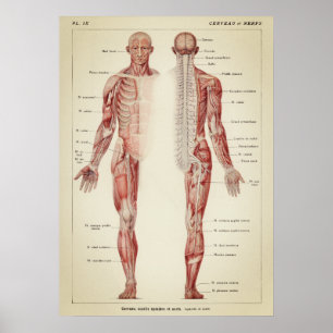  anatomische illustratie poster