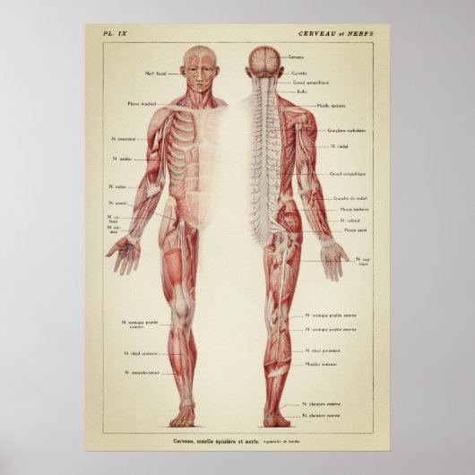 anatomische illustratie poster (Voorkant)