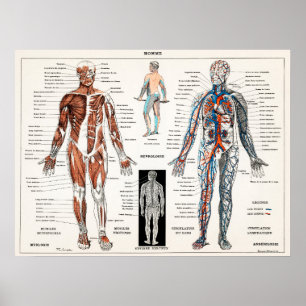  anatomische illustratie poster