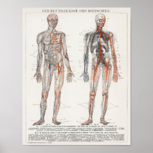 anatomische illustratie poster