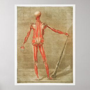 anatomische illustratie poster