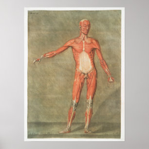 anatomische illustratie poster