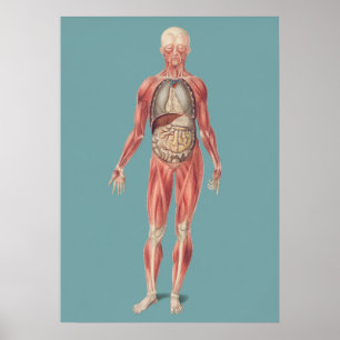 anatomische illustratie poster