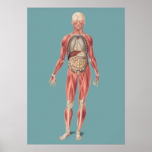 anatomische illustratie poster (Voorkant)