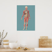  anatomische illustratie poster (Keuken)