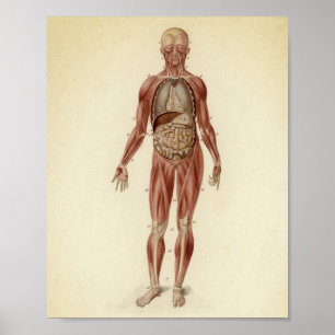 anatomische illustratie poster