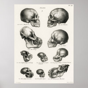  anatomische illustratie poster
