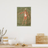  anatomische illustratie poster (Keuken)