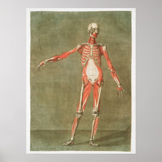  anatomische illustratie poster (Voorkant)