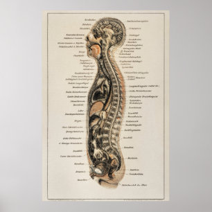anatomische kaart van het menselijk lichaam poster