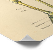  anatomische kaart van het menselijk skeleton poster (Hoek)