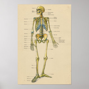  anatomische kaart van het menselijk skeleton poster