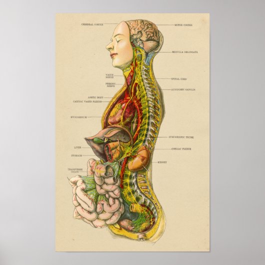 anatomische kaart van het menselijk zenuwstelsel poster (Voorkant)