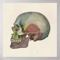 Anatomische kleurenafdrukken van de menselijke rom