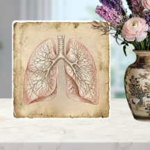 Anatomische Longen Illustratie Schets uit het Verl