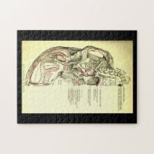 anatomische ondergrond van de schedel legpuzzel (Horizontaal)