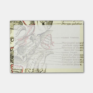 anatomische ondergrond van de schedel post-it® notes