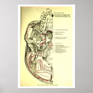  anatomische ondergrond van de schedel poster