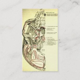 anatomische ondergrond van de schedel visitekaartje