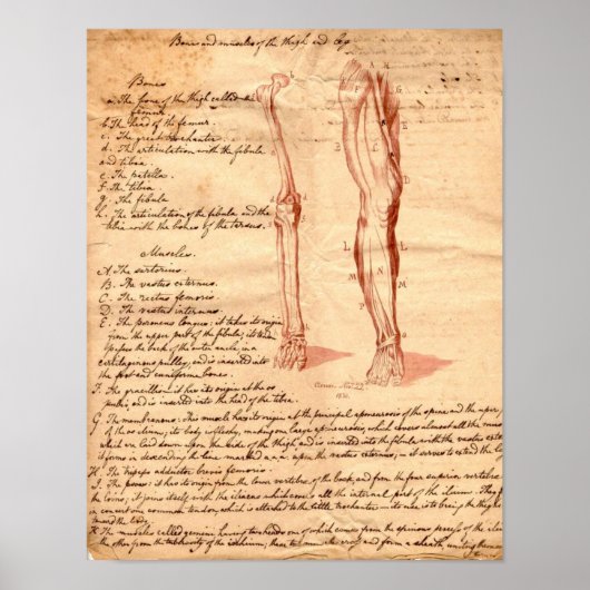 Anatomische schets poster (Voorkant)