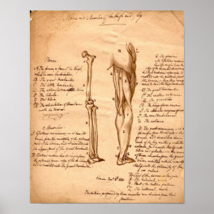 Anatomische schets poster