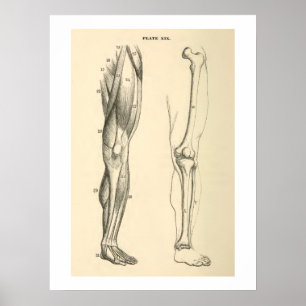 anatomische spieren en Botten Poster
