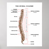 Anatomische Spinale kolomgrafiek Chiropractische K Poster (Voorkant)