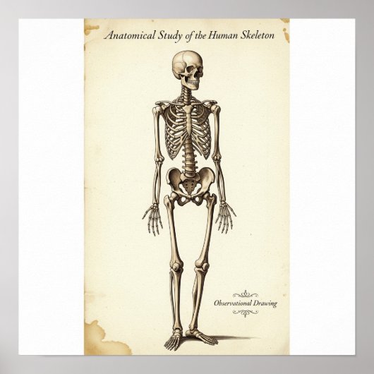  anatomische studie poster (Voorkant)