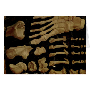 Anatomische tekening van de botten van de voet