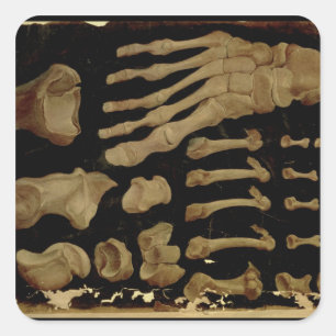 Anatomische tekening van de botten van de voet vierkante sticker