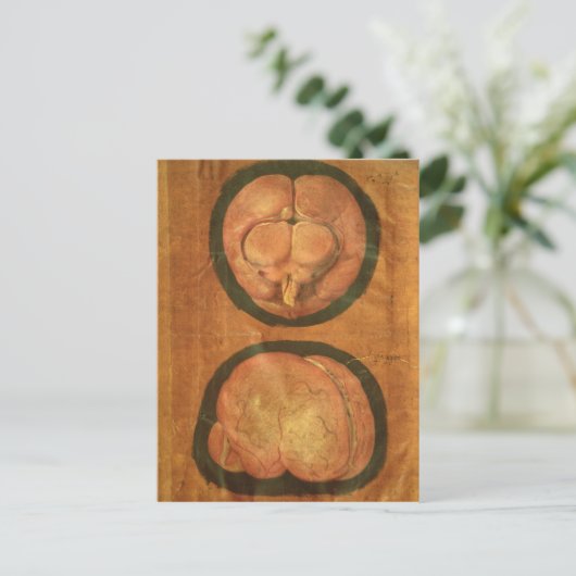 Anatomische tekening van het menselijk brein briefkaart (Staand voorkant)