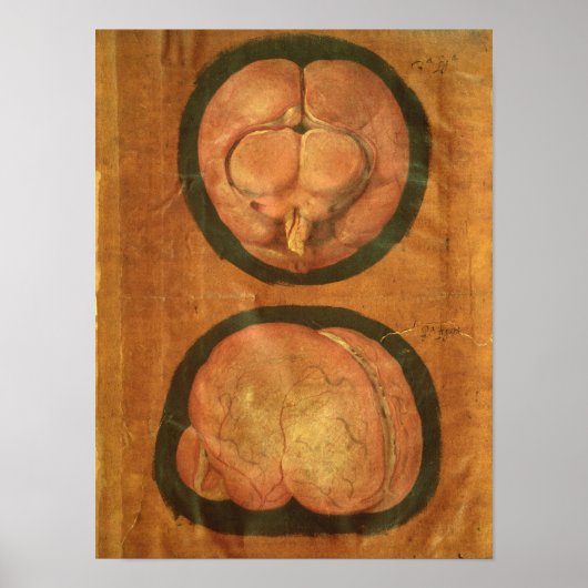 Anatomische tekening van het menselijk brein poster (Voorkant)