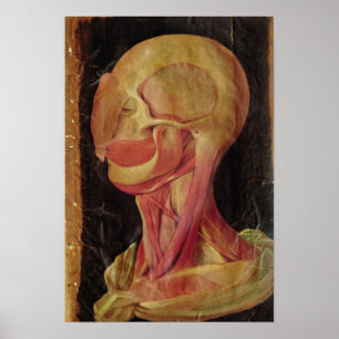 Anatomische tekening van het menselijk hoofd poster