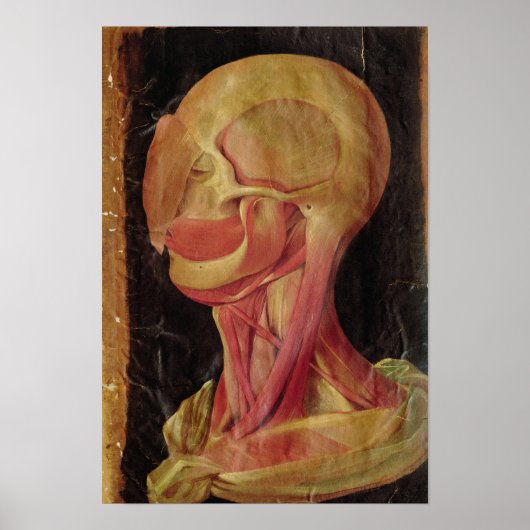 Anatomische tekening van het menselijk hoofd poster (Voorkant)