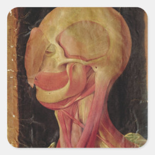 Anatomische tekening van het menselijk hoofd vierkante sticker