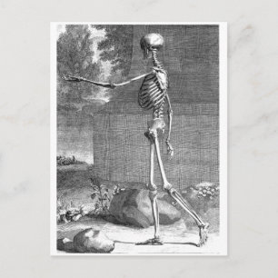 anatomische tekening, zijdelings uitzicht, skelet briefkaart