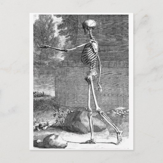 anatomische tekening, zijdelings uitzicht, skelet briefkaart (Voorkant)