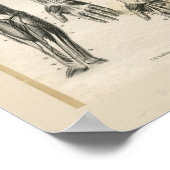  anatomische vormgeving poster (Hoek)