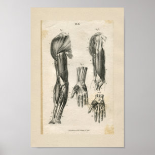  anatomische vormgeving poster