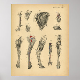 Anatomy 1908 afdrukken van pootbeen met koolzuurb poster