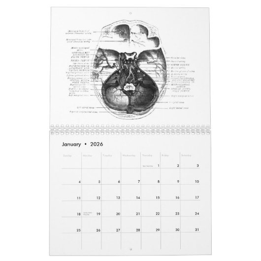Anatomy Calender Kalender (Jan 2026)