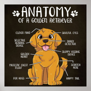 Anatomy Golden Retriever Golden Retriever Lover Poster