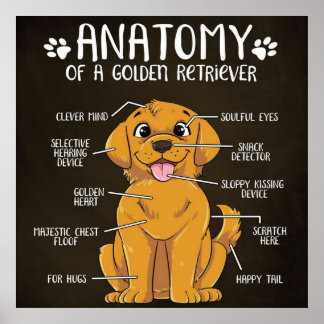 Anatomy Golden Retriever | Golden Retriever Lover Poster