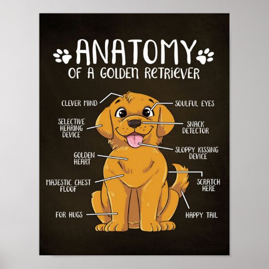 Anatomy Golden Retriever | Golden Retriever Lover Poster (Voorkant)