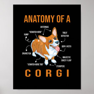 Anatomy of a Corgi Funny Dog Poster