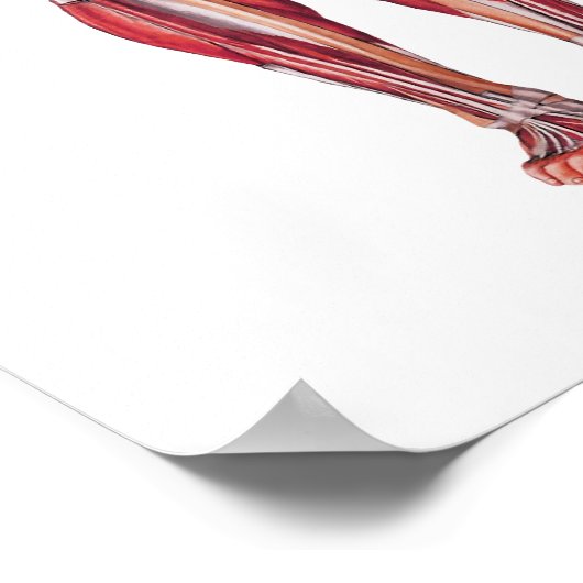 Anatomy Poster (Coin)