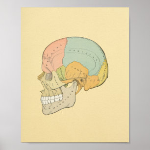 Anatomy Print van Human Skull Grey